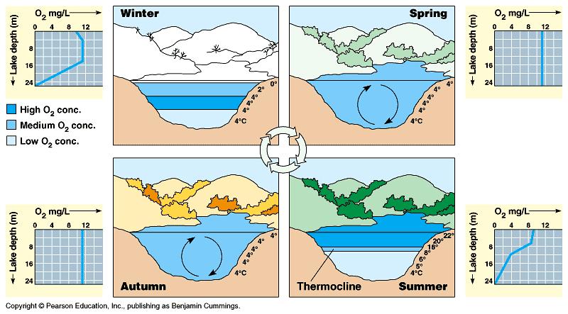 Lake stratification & turnover Thermal stratification~ vertical temperature layering Biannual mixing~ spring and summer Turnover~
