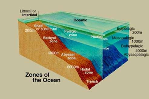 Aquatic biomes Vertical stratification: photic zone~ photosynthetic light aphotic zone~ little light thermocline~ narrow stratum of rapid