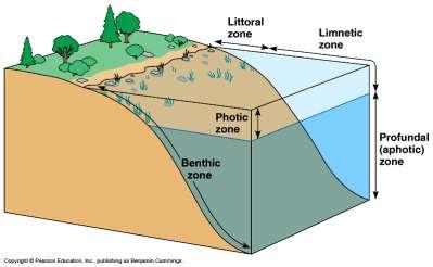 Freshwater biomes Littoral zone~ shallow, well-lit waters close to shore Limnetic zone~