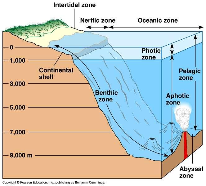 Marine biomes Intertidal zone~ area where land meets water Neritic zone~ shallow regions over continental shelves Oceanic zone~ very deep