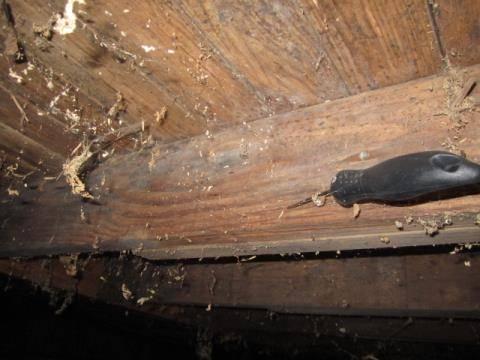 Supporting Joists: Page 11 of 27 Action Necessary - Sections of the joists are rotten.