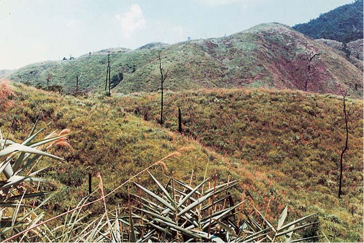 A Luoi - Thua Thien Hue province Loss of timber led to reductions in overall floral and faunal biodiversity as former forests turned into desolate grasslands, and terrestrial wild life such as