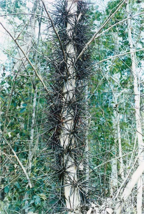 Gleditschia trees Gleditschia australis many long thorns around the trunks soft wood, not attractive for use as fuelwood or wood easy to live in difficult conditions strong, healthy, deep roots very