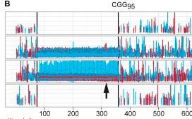 Single-molecule sequencing of pure CGG array, - first for disease-relevant allele. Loomis et al.