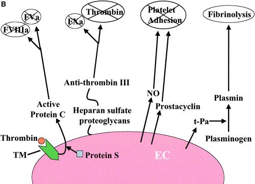 Figure 3: Anti-thrombogenic properties of endothelial cells(figure adopted from Mitchell, 2003).