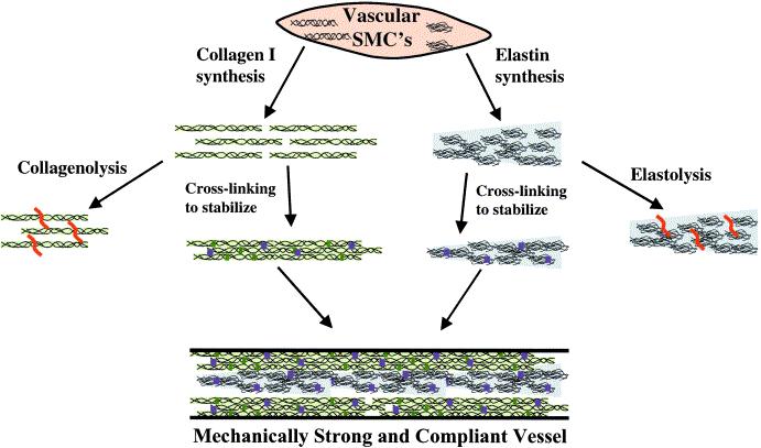 largely determining the burst pressure. The synthesis of collagen is positively affected by growth factors and cyclic strain.