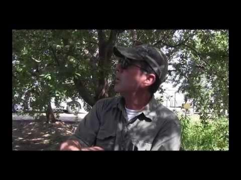 almond grower and former beekeeper in