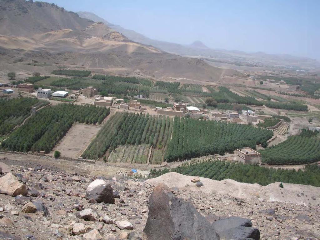 Qat (Cathula edulis) has become a very large part of the economy - some