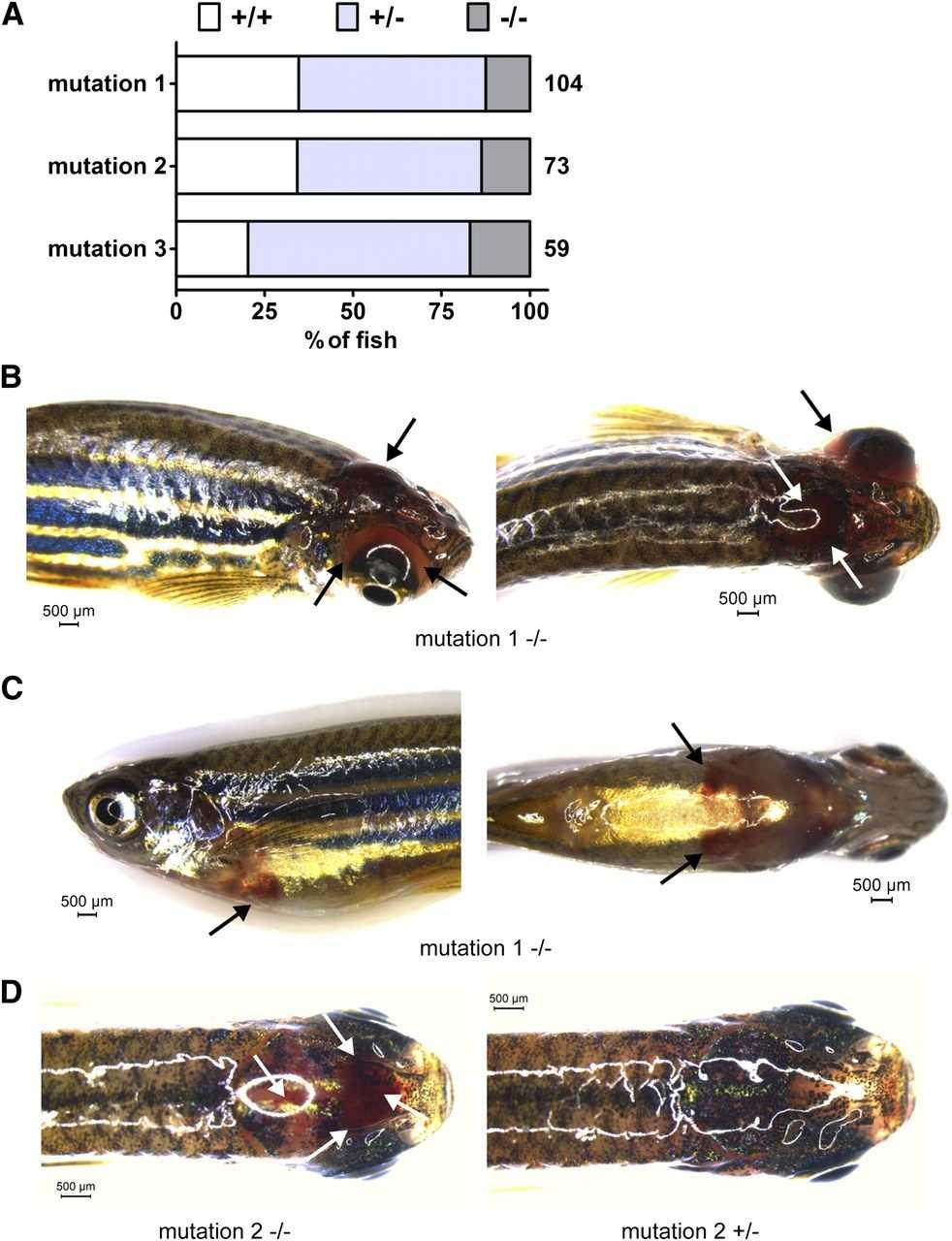 Survival and bleeding of afibrinogenemic zebrafish (fga gene) Fish R J