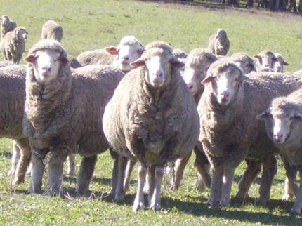 Feed Budgeting Sheep Example Partial Hand Feeding Period Ewe: 1 st January to 30 th April 120 days (4 months) of feeding.