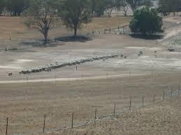 Drought Proofing Livestock Disposable stock in enterprises Set critical rain date or soil moisture availability Know what animals you will offload in a drought and which ones you would keep Value of