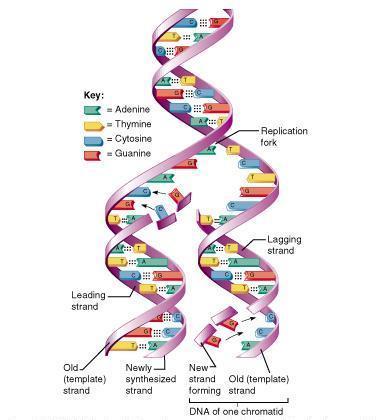 What You Need to Know About DNA Replication: To replicate DNA means to produce an exact copy of itself.
