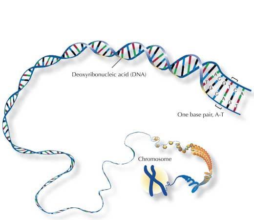 Station 2 What do genes code for? How are characteristics determined? Name 2 types of Organisms that may have the similar DNA/ genes.