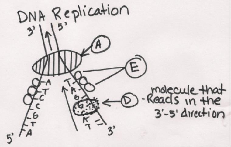 replication and Semester 0 Concept Review images Page 5 Friday December 6, 06 6.