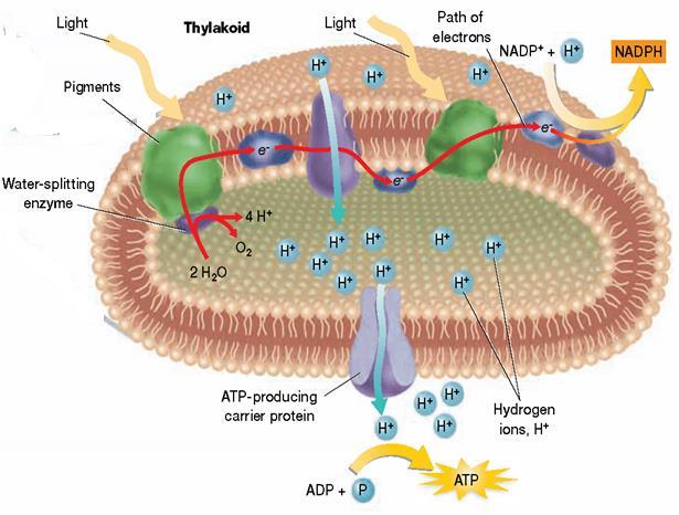 Learning goal: Trace the steps of photo from a photon of light through production of glucose. Page 56 Monday December 9, 06 Exam review: the thylakoid and the Light Reaction:. What does A represent?