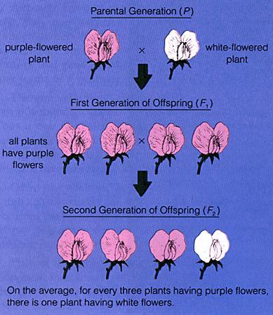 Homozygous Describes an individual that has two identical alleles.