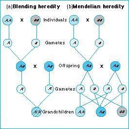 Mendelian theory of heredity Mendelian theory explains simple patterns of inheritance.