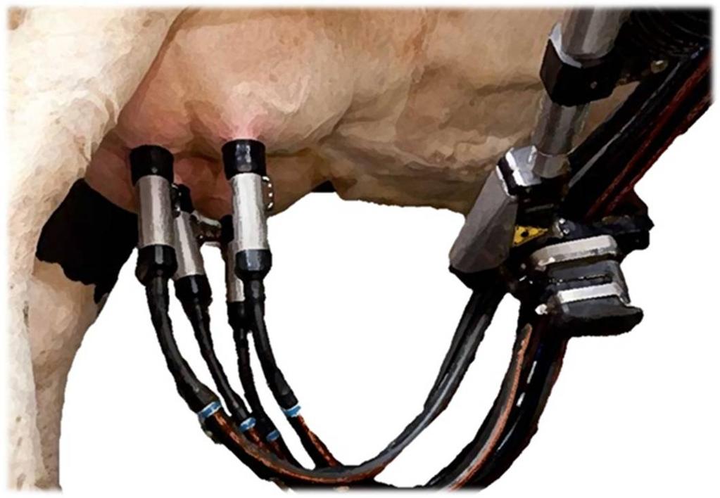 Future potential real time data in herd management Future potential in use of real time data from different sensors to predict disease of a cow Often little signs in the