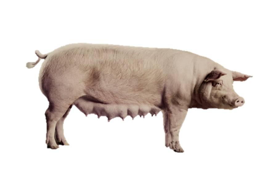 Use of big data in pig breeding: Genomic Information Norsvin