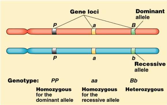 Homologous chromosomes, Genes, Alleles, locus, recessive, dominant, homozygous and heterozygous Monohybrid Inheritance This is the inheritance of one gene and hence one pair of alleles.