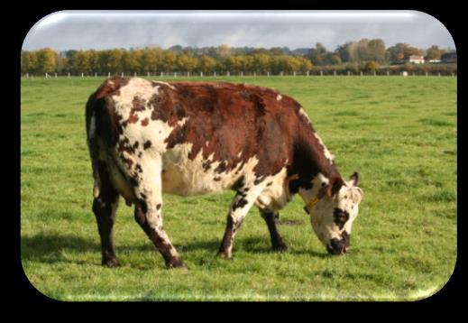 Holstein, Montbéliarde, Normande Main sire breeds: Holstein, Montbéliarde,