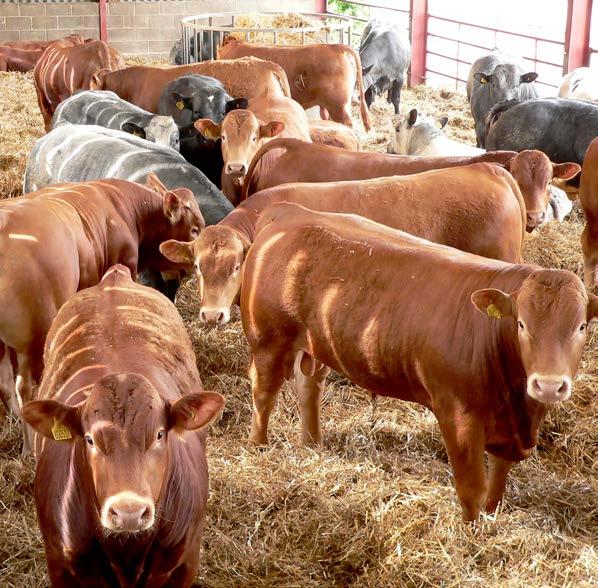 BEEF ENTERPRISES INTERNATIONAL COMPARISONS Beef finishing information: Germany-280 Westphalia, Germany. Family farm (50% owned). Family labour 1.5 FT units.