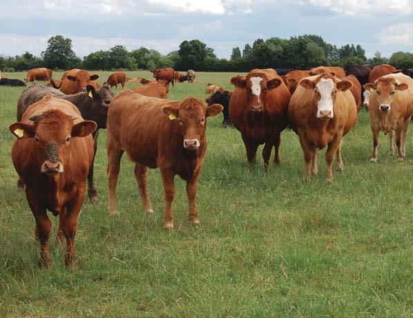 SUCKLER HERDS INTERNATIONAL COMPARISONS Suckler herds 2015 information: Germany-1400 Mecklenburg-Vorpommern, Germany. Limited Company 2500 ha farm; 50% arable (40% owned).