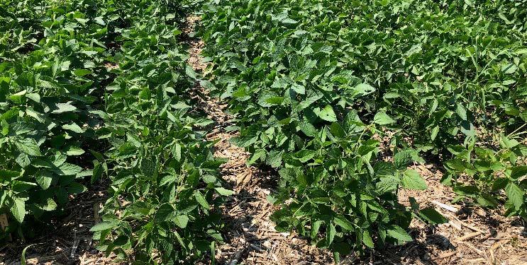 some events Signed research license agreement with Monsanto for C3003 and C3004 in Q4 2018 C3003 Field Tests Soybean trial site 1: July 9 th, 2018 Path Forward in 2018 Conduct seed bulk-up in 2018