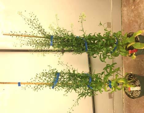 Expression of C3004 in Camelina Increases Seed Yield Seed Yield (g) 12 10 Cont. 8 6 4 2 Expression of C3004 * * + 65% + 46% * * + 43% + 41% + 52% + 53% + 26% Cont.