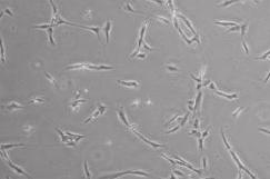 Ingredient Treatment ECM Synthesis ECM Degradation Stem/Progenitor Cell Function Active Ingredient Treatment 3D spheroid formation