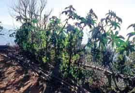 In the living fence it is good to have as many thorny plants as possible, such as blackberry, Berberris,