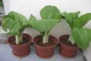 choy plants grew with or without biochar Plant Parameter Height of plant (cm) Weight of stalk (g) Weight of root (g) Sweet Soil (control - soil only) 13.58 40.83 4.