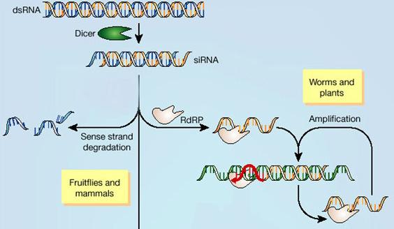 RNA Dependent RNA Polymerase (RdRP) RdRP activity found in plants and C. elegans Required for RNAi?