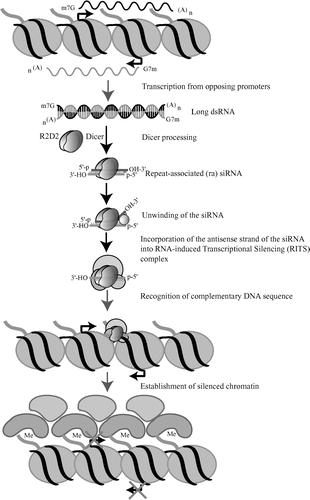 An additional mechanism: Heterochromatin formation long non coding The repeat-associated sirna (rasirna) pathway Transcription from opposing promoters found in repetitive DNA elements, such as