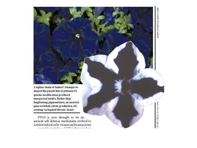 The discovery of RNA interference An Unexpected Result petunias