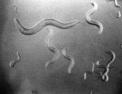 The discovery of RNA interference Later, in the C. elegans Camp.
