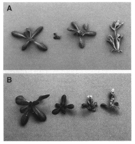 Arabidopsis SPINDLEY homologue
