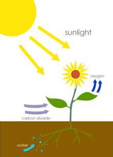 New concept: artificial photosynthesis Photosynthesis in