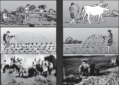 Picture 1.6 Work on the fields: Wheat crop ploughing by bullocks, sowing, spraying of insecticides, cultivation by traditional method, cultivation by modern method, and cutting of crops.