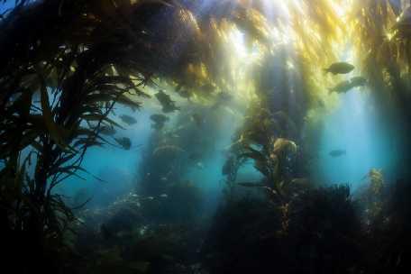 Kelp Forest Communities Kelp turns an otherwise barren offshore area into
