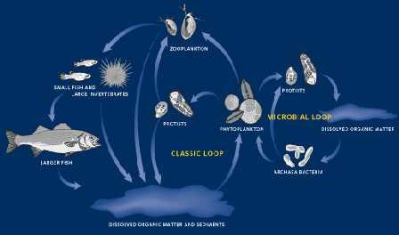 Marine Life Food Cycles Two overlapping food cycles in the marine world 1) Classic loop 2) Microbial loop Classic loop includes nutrients, phytoplankton and herbivores.