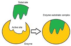 and label an enzyme-substrate complex. Draw the molecular structure of a lipid, a carbohydrate and a nucleic acid.