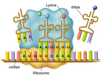 Making a Protein Translation Second Step: Decoding of mrna into a protein is called