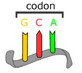 A series of three adjacent bases in an mrna molecule codes for a