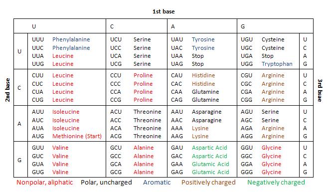 1 st Base CAC/CCA/UGG/UGA / / / Histidine