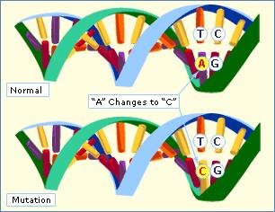 Mutations A sequence of a gene can be changed in several ways.