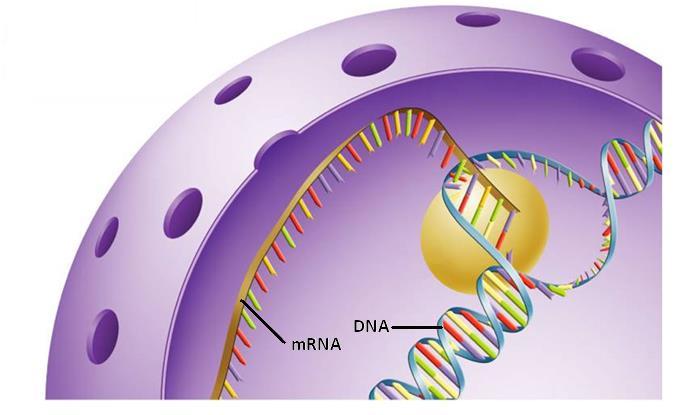 Making a Protein Transcription First Step: Copying of genetic information from DNA to RNA called Transcription Why?