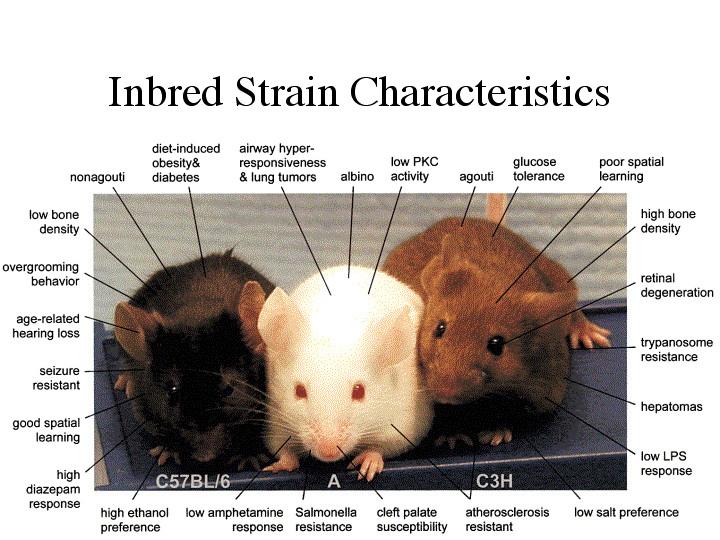 Risks of small populations Inbred mice strains come from repeated brother-sister mating (population size 2) About