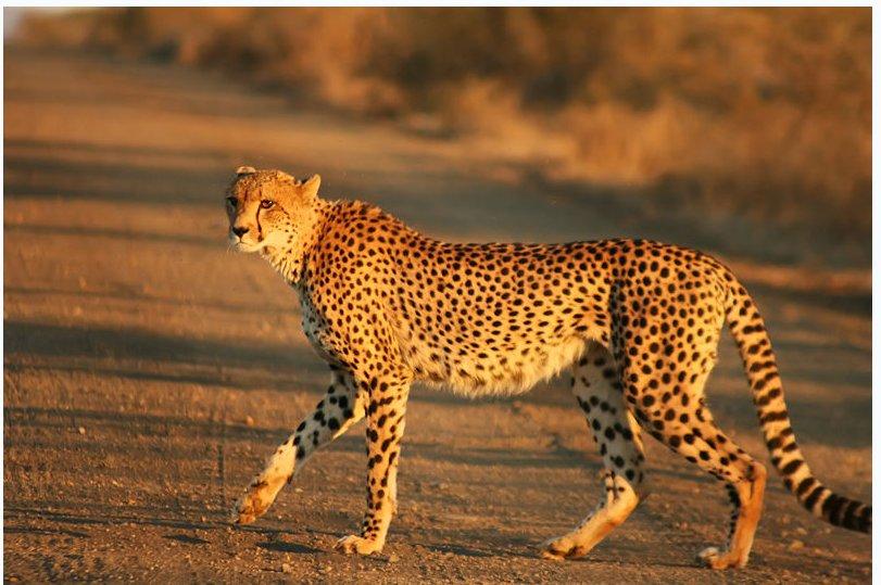 Risks of small populations Sample of 82 cheetahs tested for 52 blood enzyme loci In other cat species,