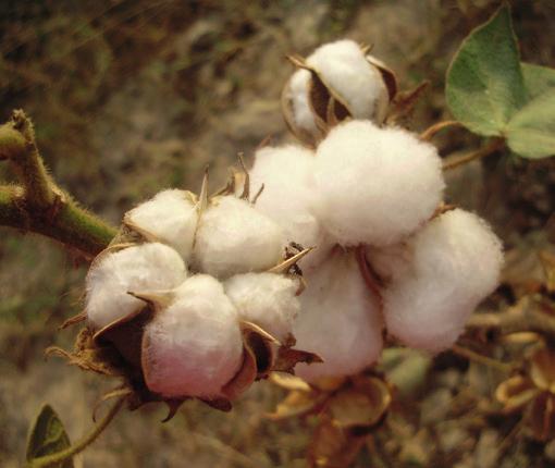 IMPACT SHEET SWITCH-Asia project Sustainable cotton production in Pakistan s cotton ginning SMEs (SPRING) The Challenge The cotton and textiles sector accounts for 40% of Pakistan s total labour
